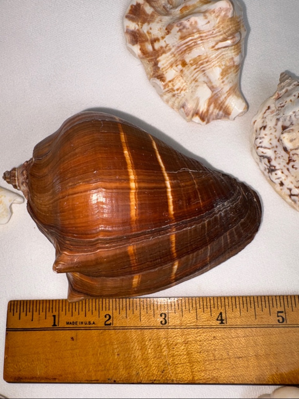 20pc Boutique Natural Shell Collection - Excellent Condition - Picture 7 of 14
